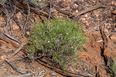 Xerothamnella parvifolia
