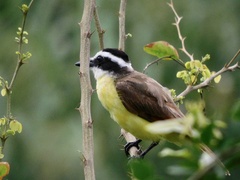 Pitangus sulphuratus