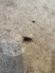 Dolichovespula maculata