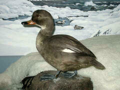 Labrador Duck photo 2