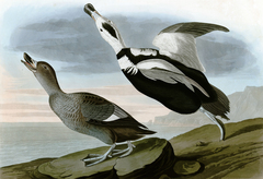 Labrador Duck photo 4
