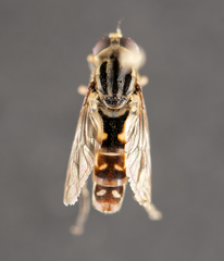 Anasimyia distincta