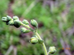 Verbascum coromandelianum