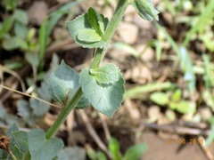 Verbascum coromandelianum