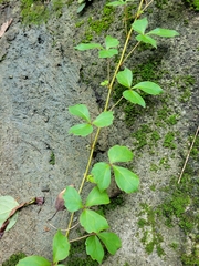 Eleutherococcus trifoliatus