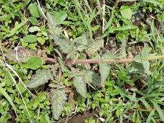Verbascum coromandelianum