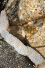 Pyrosoma