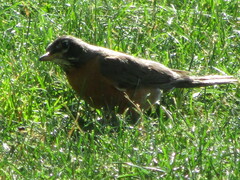 Turdus migratorius