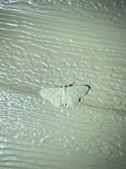 Idaea obfusaria