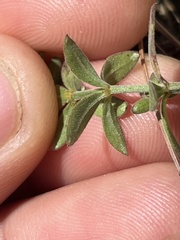 Galium serpenticum