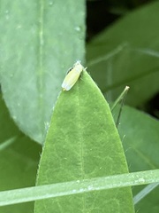 Diplocolenus