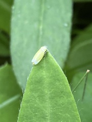 Diplocolenus