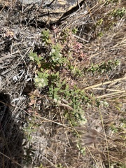 Galium serpenticum