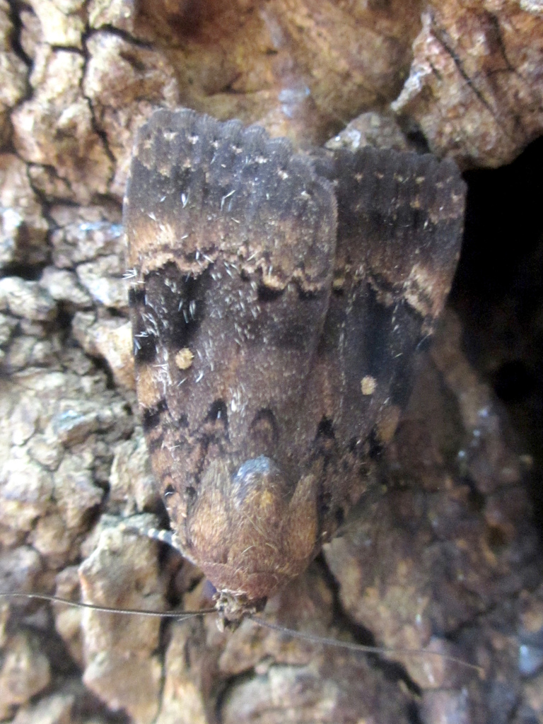 Amphipyra horiei