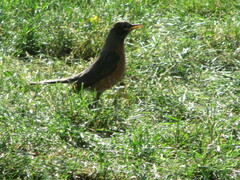 Turdus migratorius
