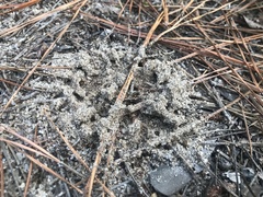 Solenopsis pergandei