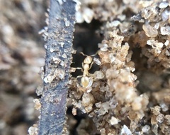 Solenopsis pergandei