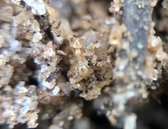 Solenopsis pergandei