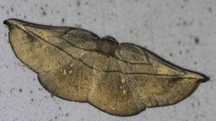 Xenomusa metallica
