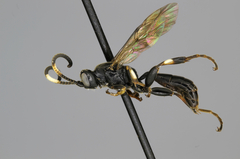 Cratichneumon viator