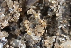 Solenopsis pergandei