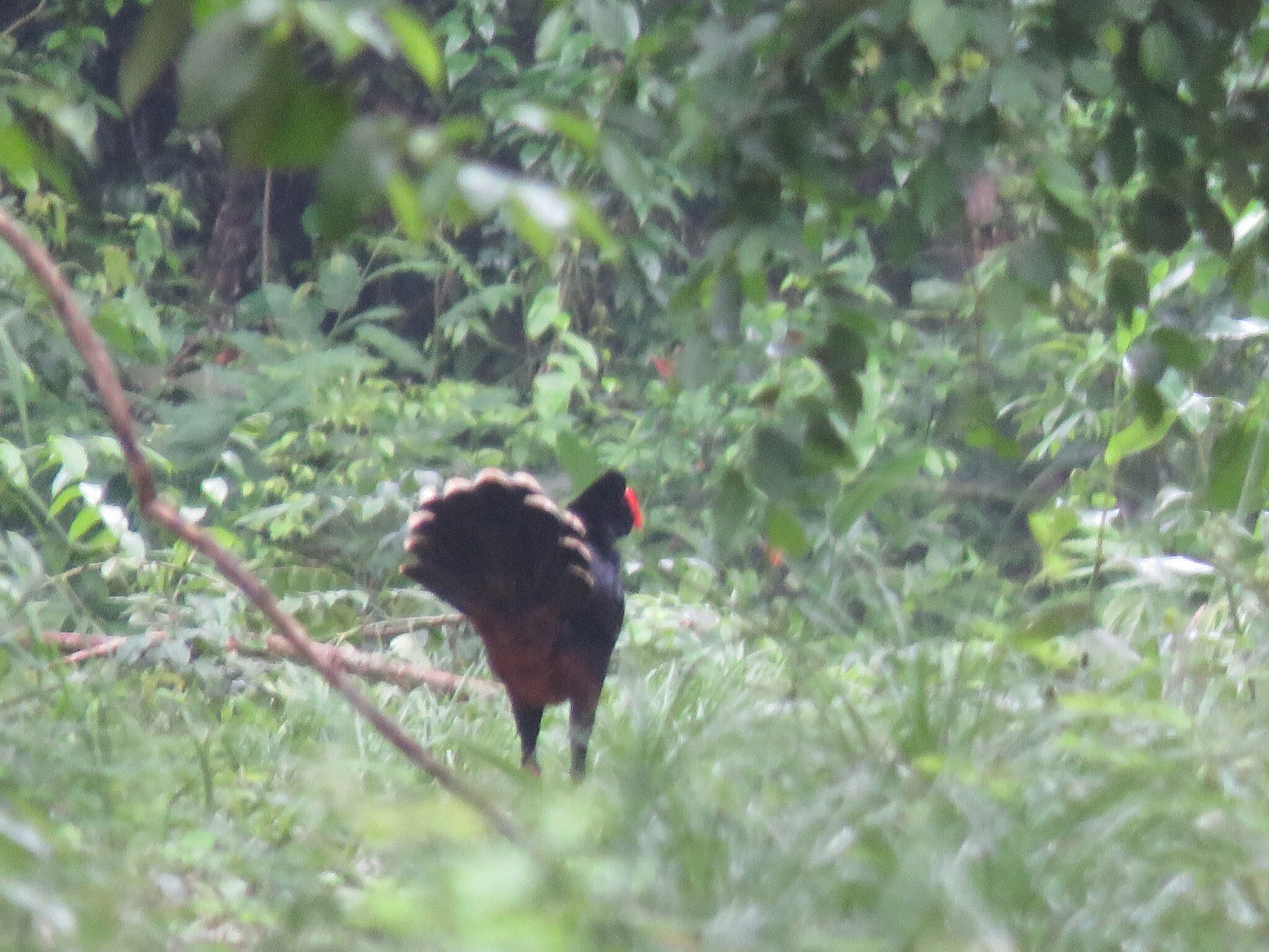 Razor-billed Curassow illustration