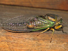 Diceroprocta bicosta