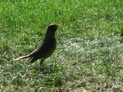 Turdus migratorius