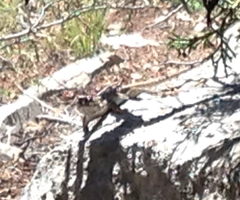 Sceloporus tristichus