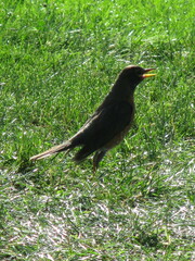 Turdus migratorius