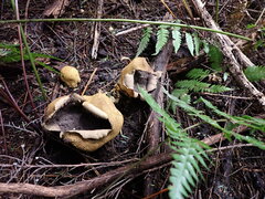 Scleroderma flavidum macrosporum