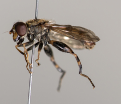 Anasimyia distincta