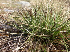 Carex proposita