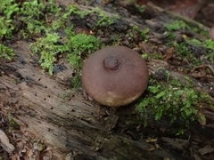 Lycoperdon fuligineum