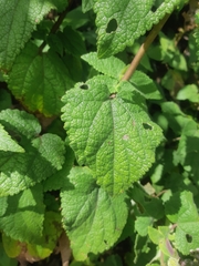 Aristeguietia lamiifolia