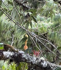 Passiflora linearistipula
