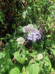 Aristeguietia lamiifolia