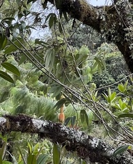 Passiflora linearistipula