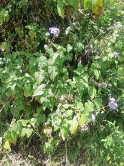 Aristeguietia lamiifolia