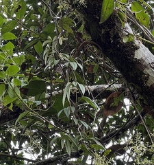 Passiflora linearistipula