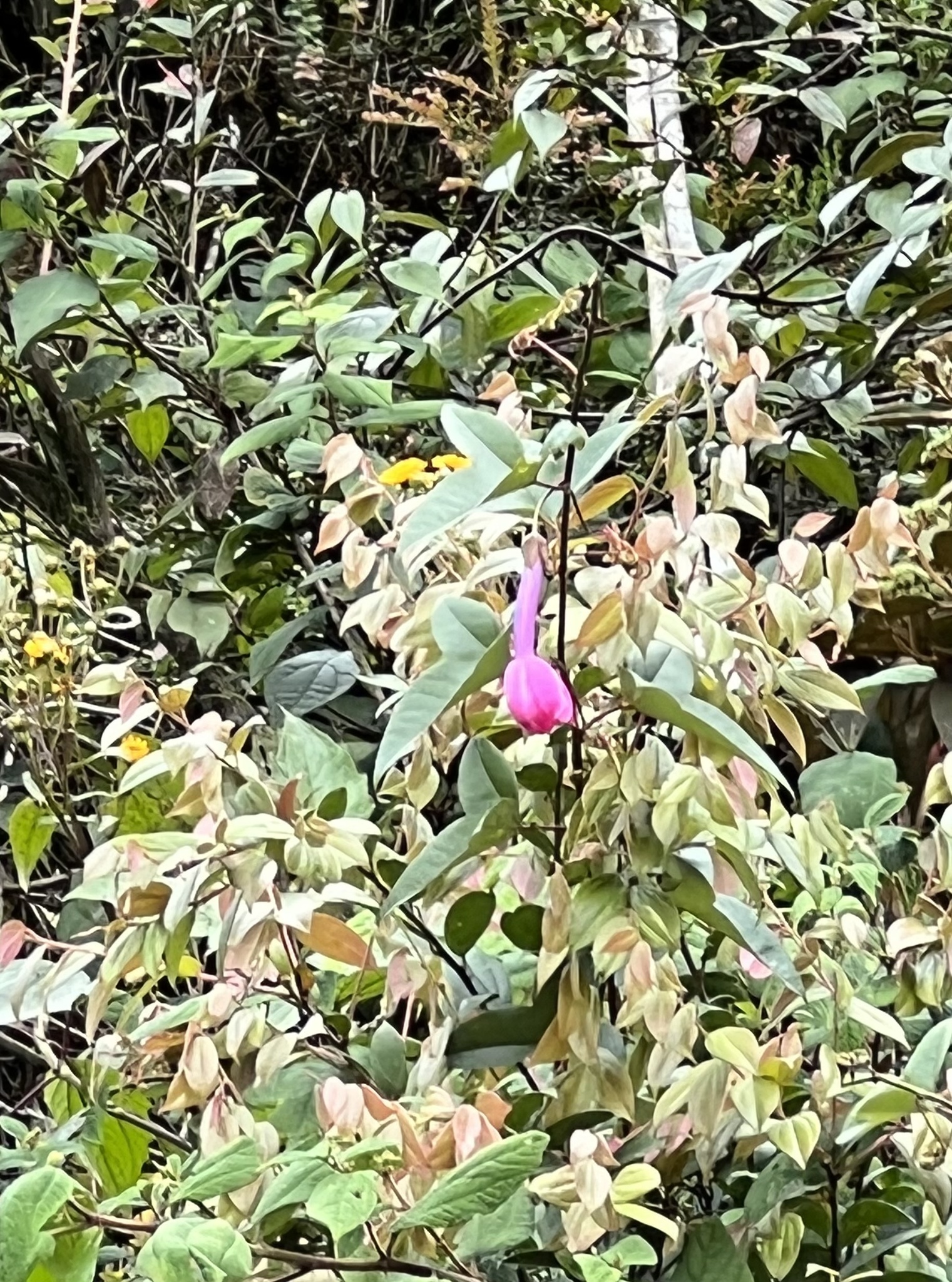 Passiflora Cumbalensis Harms