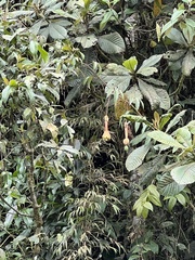 Passiflora linearistipula