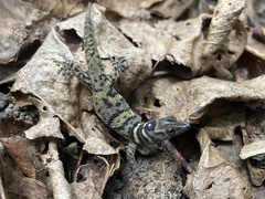 Sphaerodactylus alphus