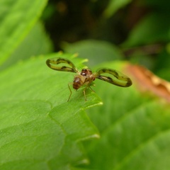 Toxonevra muliebris