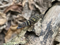 Sphaerodactylus alphus