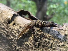 Sphaerodactylus alphus