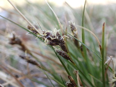 Carex proposita