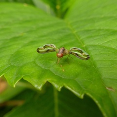 Toxonevra muliebris