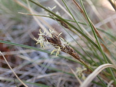 Carex proposita
