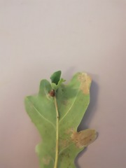 Phylloxera glabra